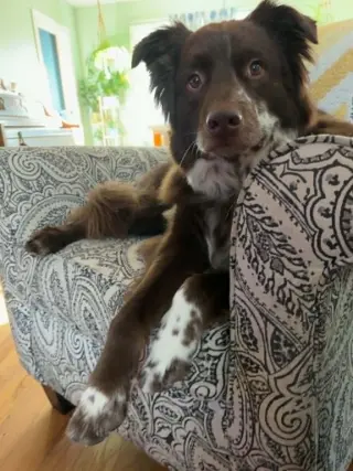 Jazzper