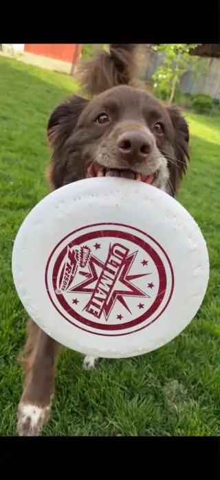 Jazzper