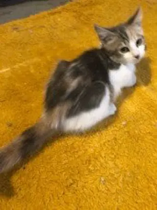 Farah