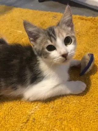 Farah