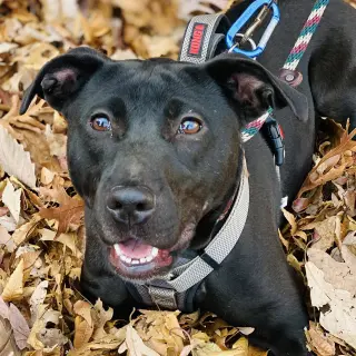 Sooney *Adopt or Foster*