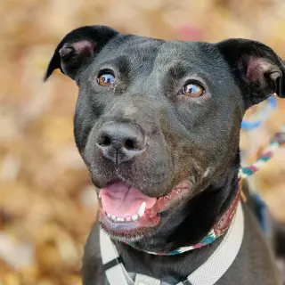 Sooney *Adopt or Foster*