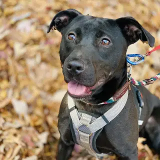 Sooney *Adopt or Foster*