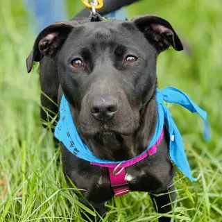 Sooney *Adopt or Foster*