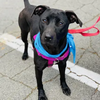 Sooney *Adopt or Foster*