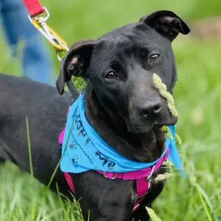 Sooney *Adopt or Foster*