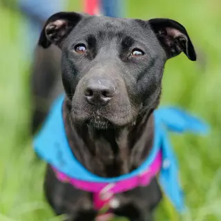 Sooney *Adopt or Foster*