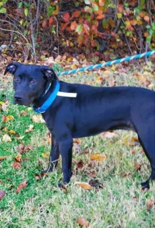 Sooney *Adopt or Foster*