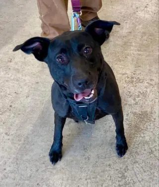 Sooney *Adopt or Foster*