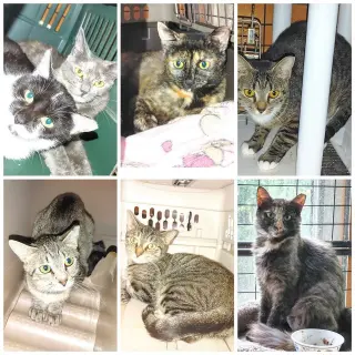 Ferals for Farms!