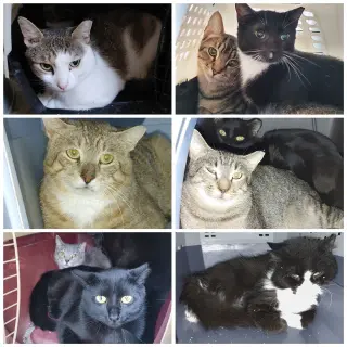 Ferals for Farms!