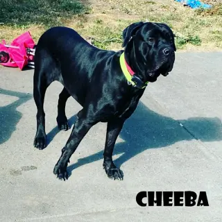 Cheeba