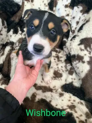 Wishbone (coming soon)