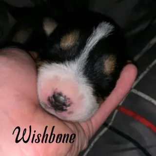 Wishbone (coming soon)