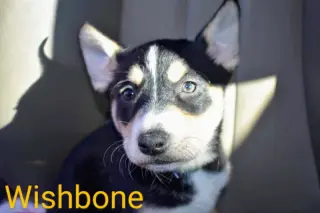 Wishbone (coming soon)