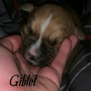 Giblet (coming soon)