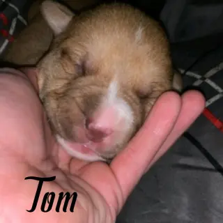 Tom (coming soon)