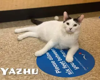 YAZHU
