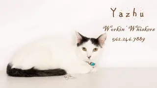 YAZHU