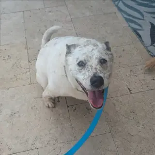 Bindi