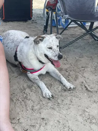 Bindi