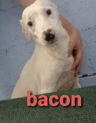 Bacon *