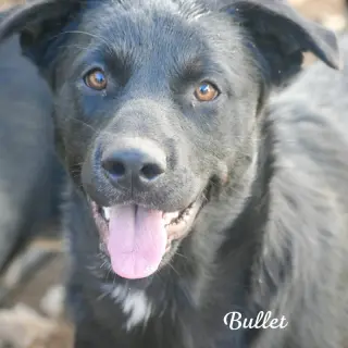 Bullet (coming soon)