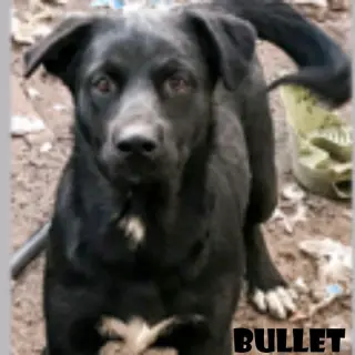 Bullet (coming soon)