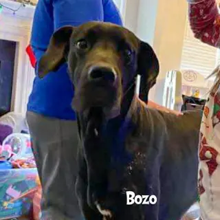 Bozo  (foster needed)