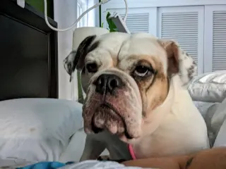Agatha