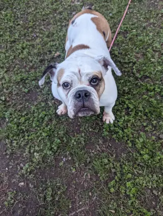 Agatha