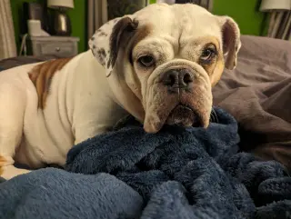 Agatha