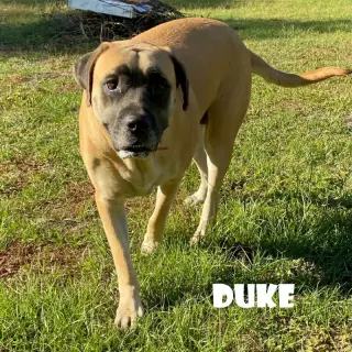 Duke (bonded with Christina) (foster needed)