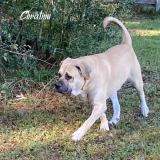 Christina (bonded with Duke) (foster needed)