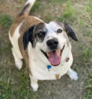 Archie