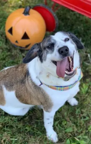 Archie
