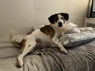 Archie