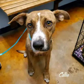 Callie (coming soon)
