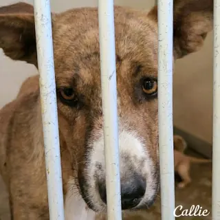 Callie (coming soon)