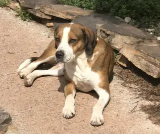 Mya
