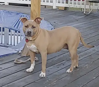 Bonnie (bonded to Clyde)