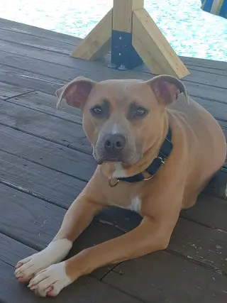 Bonnie (bonded to Clyde)