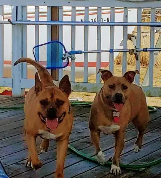 Bonnie (bonded to Clyde)