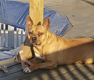 Clyde (bonded to Bonnie)