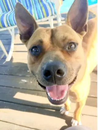 Clyde (bonded to Bonnie)