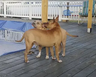 Clyde (bonded to Bonnie)