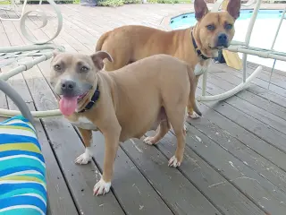 Clyde (bonded to Bonnie)