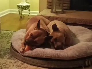 Clyde (bonded to Bonnie)
