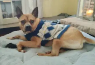 Clyde (bonded to Bonnie)