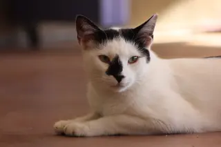Luwak